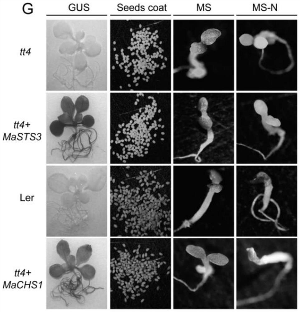 一种改良桑树白藜芦醇生物合成的转录因子基因MaMYB14及
其应用
