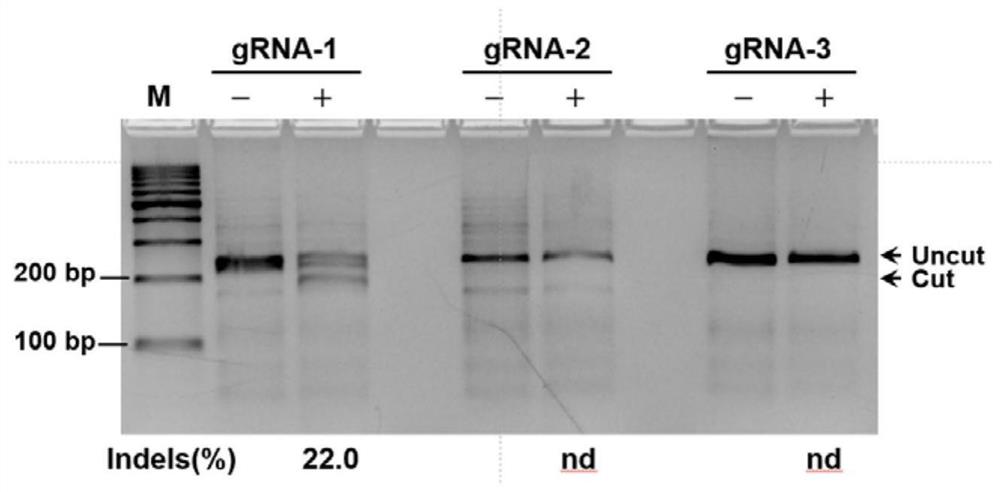 特异性识别猪COL1A1基因的gRNA及其生物材料、试剂盒和应用