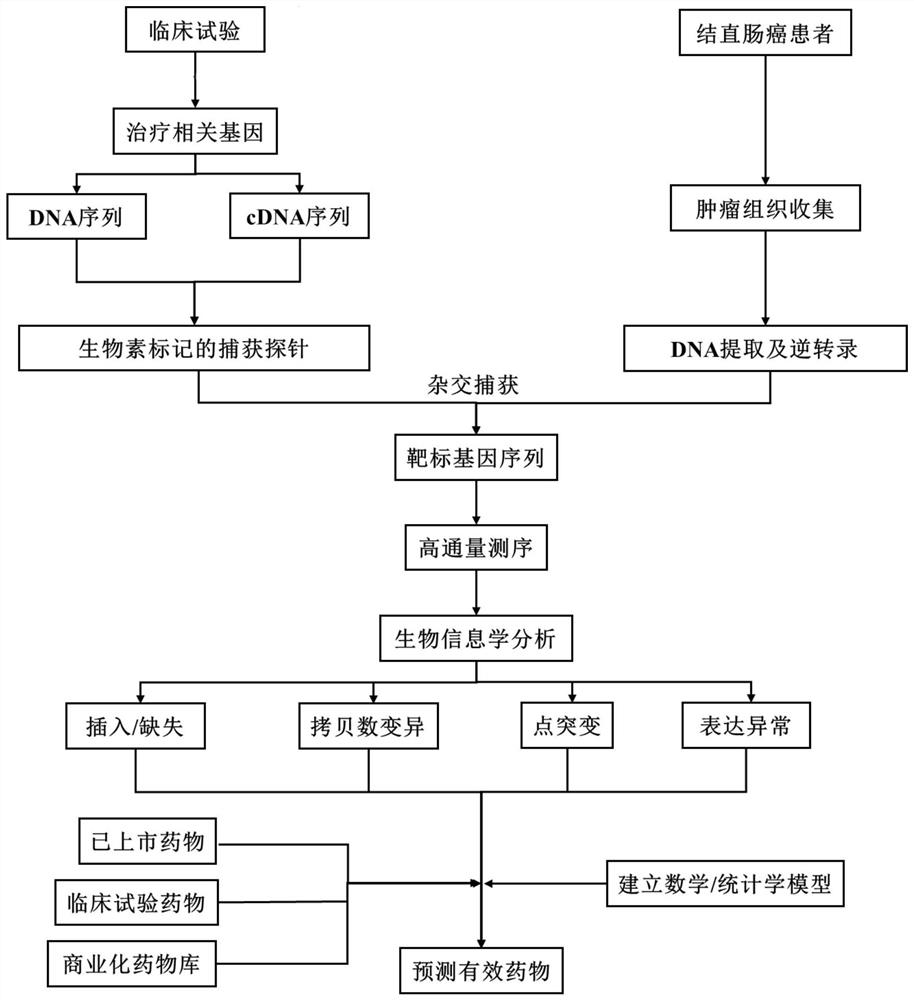 捕获测序探针及其用途