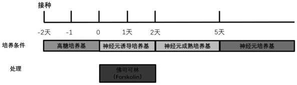 一种高效诱导人体细胞重编程为神经元细胞的方法