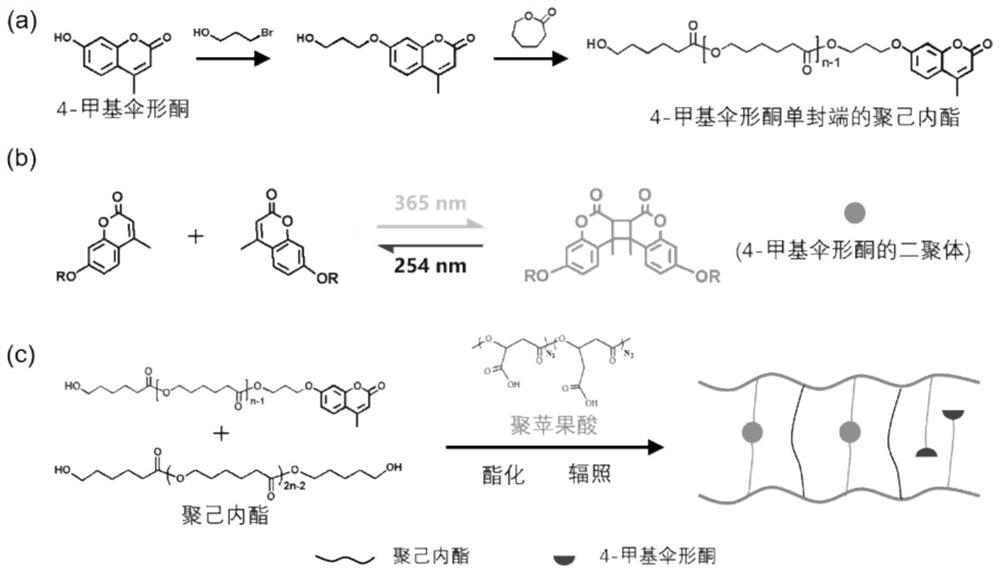 一种生物可降解异步响应的聚苹果酸主动变形材料