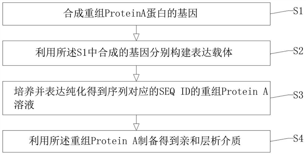 一种重组Protein A蛋白及亲和层析介质的制备方法