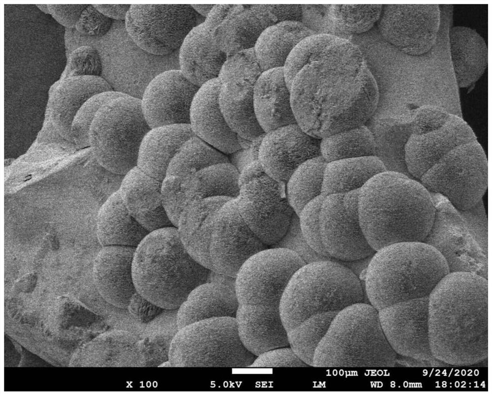 一种纳米氧化镁修饰的蜂巢石填料以及促进UASB反应器快速启动的方法