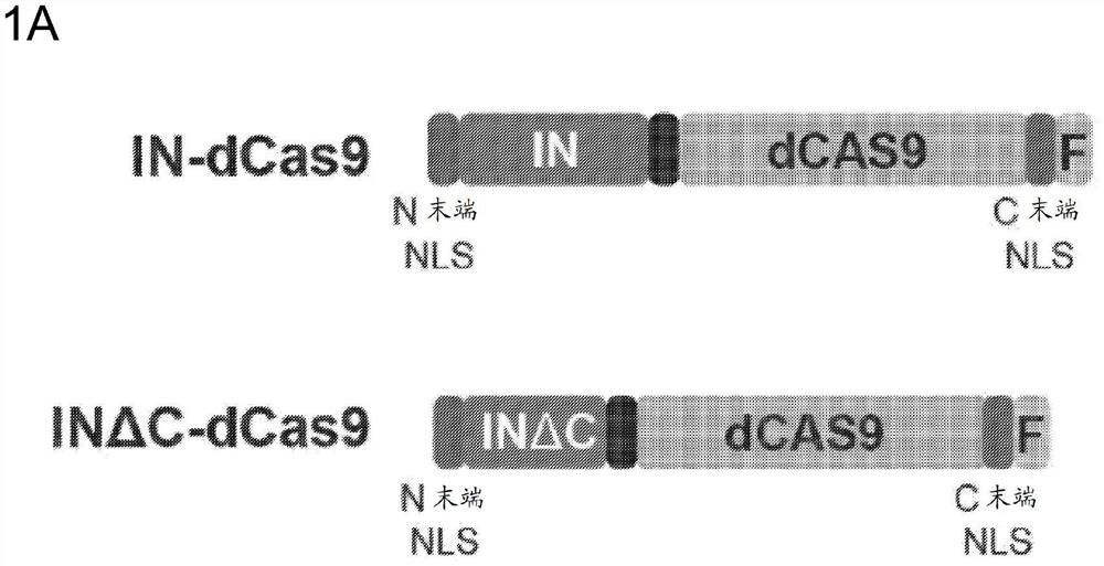 使用逆转录病毒整合酶-Cas9融合蛋白通过定向非同源DNA插入进行的基因组编辑