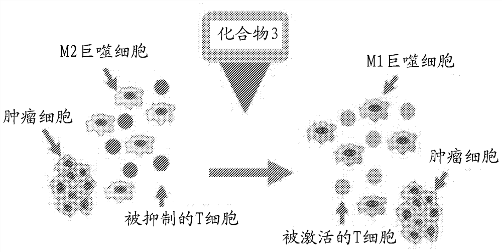 用于治疗癌症的药物组合