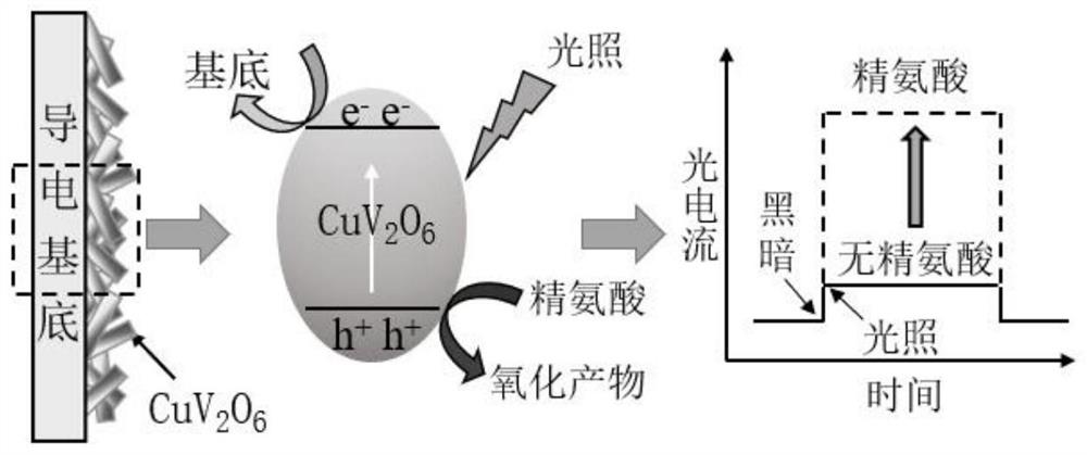 一种基于CuV2O6的光电传感器及其在精氨酸检测中的应用