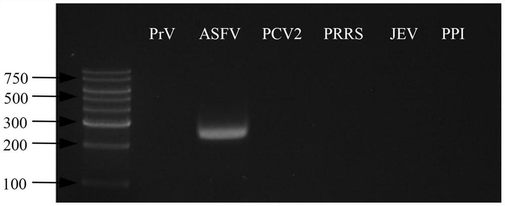 一种非洲猪瘟病毒检测试剂盒