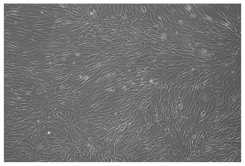 一种生物样本保存液及其制备方法与应用