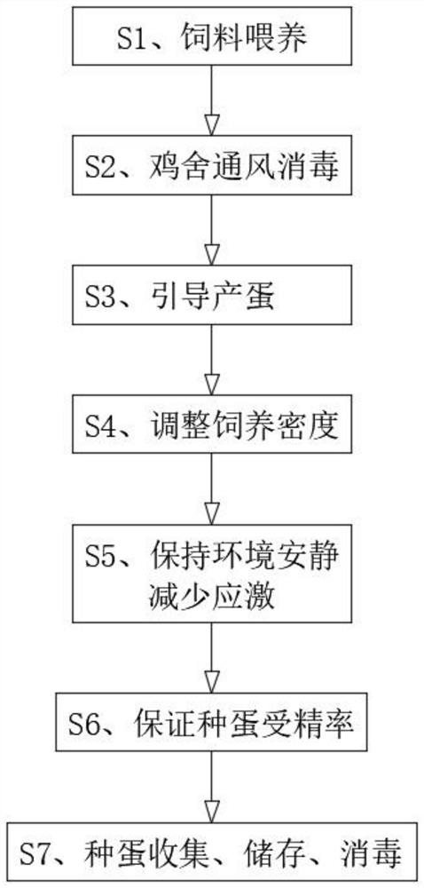 罗斯308祖代种鸡产蛋期、后期及种公鸡的饲养管理方法