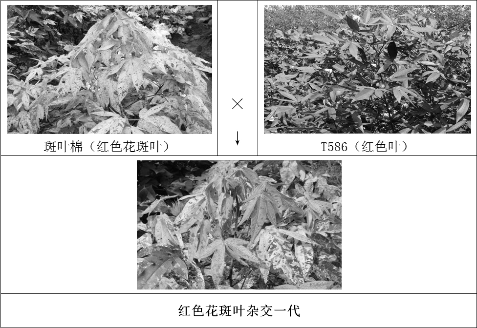 一种花斑叶观赏棉的扩繁方法