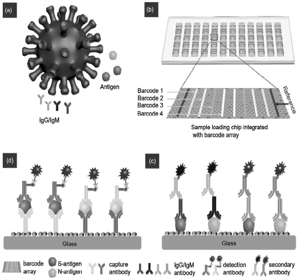 快速检测SARS-CoV-2抗原和IgG/IgM抗体的微流控生物芯片