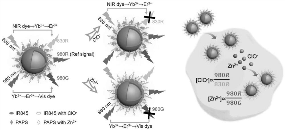 基于上转换荧光探针同时检测细胞内次氯酸根离子和锌离子的方法