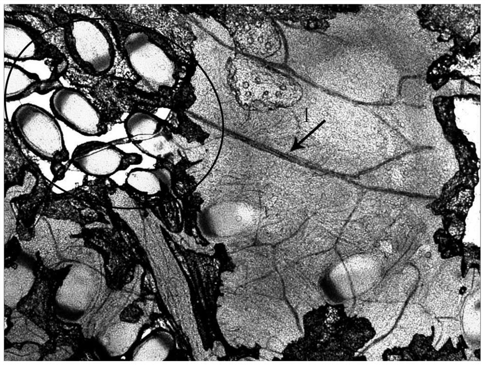 一种睡莲授粉后花粉管与胚珠的显微方法以及光学显微压片制作方法