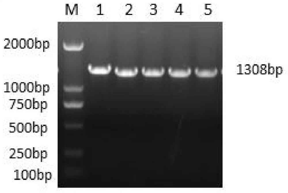 一种鸡羽色性状相关基因MC1R分子标记及其应用