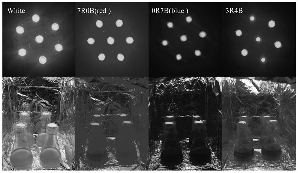 一种利用光源光谱调控布朗葡萄藻脂质组成的方法及其应用