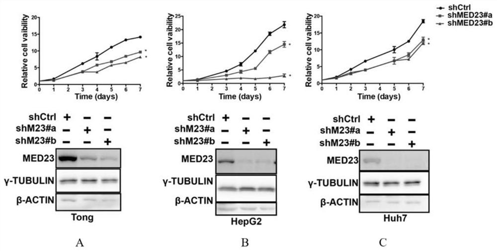 一种用于治疗肝癌的靶向MED23的shRNA及其应用
