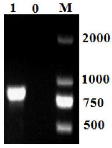 一种扩增白纹伊蚊nad1基因的引物组、试剂盒及利用其测序的方法