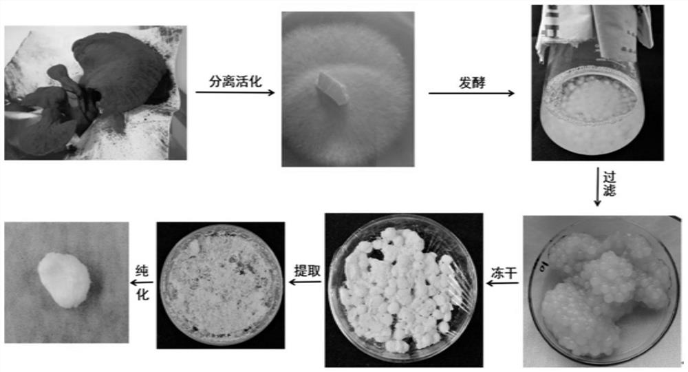 高产麦角硫因的灵芝菌株及其应用