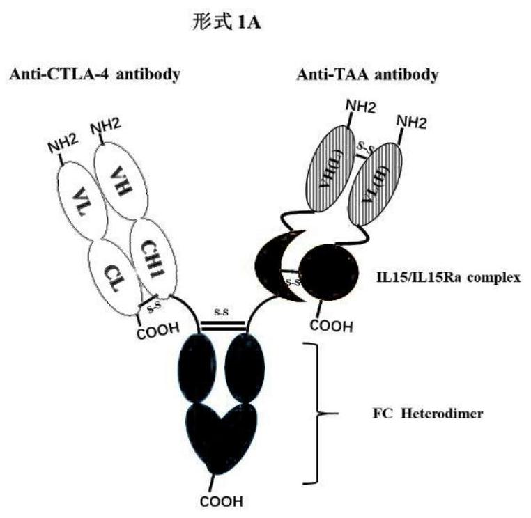 一种TAA/CTLA-4/IL15三功能融合蛋白及其应用