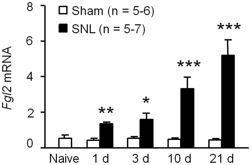 一种siRNA及其在制备慢性疼痛治疗药物中的应用