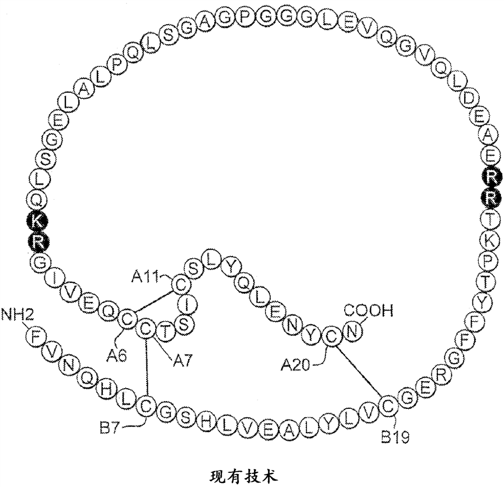 具有聚丙氨酸C结构域子区段的单链胰岛素类似物