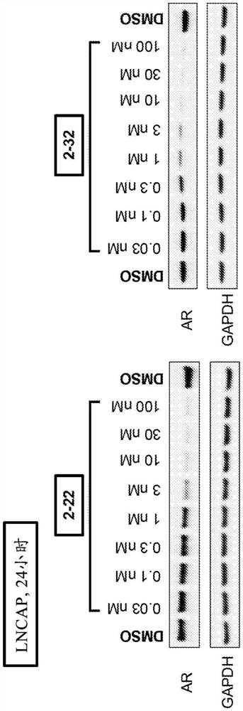 具有雄激素受体降解活性的新型取代的喹啉-8-甲腈衍生物及其用途