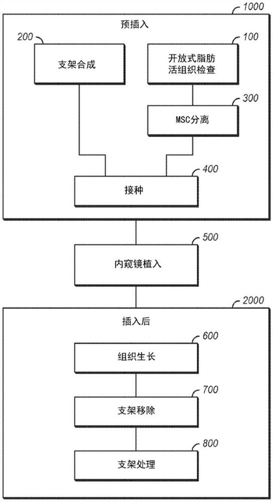 用于体内支气管再生的方法和装置