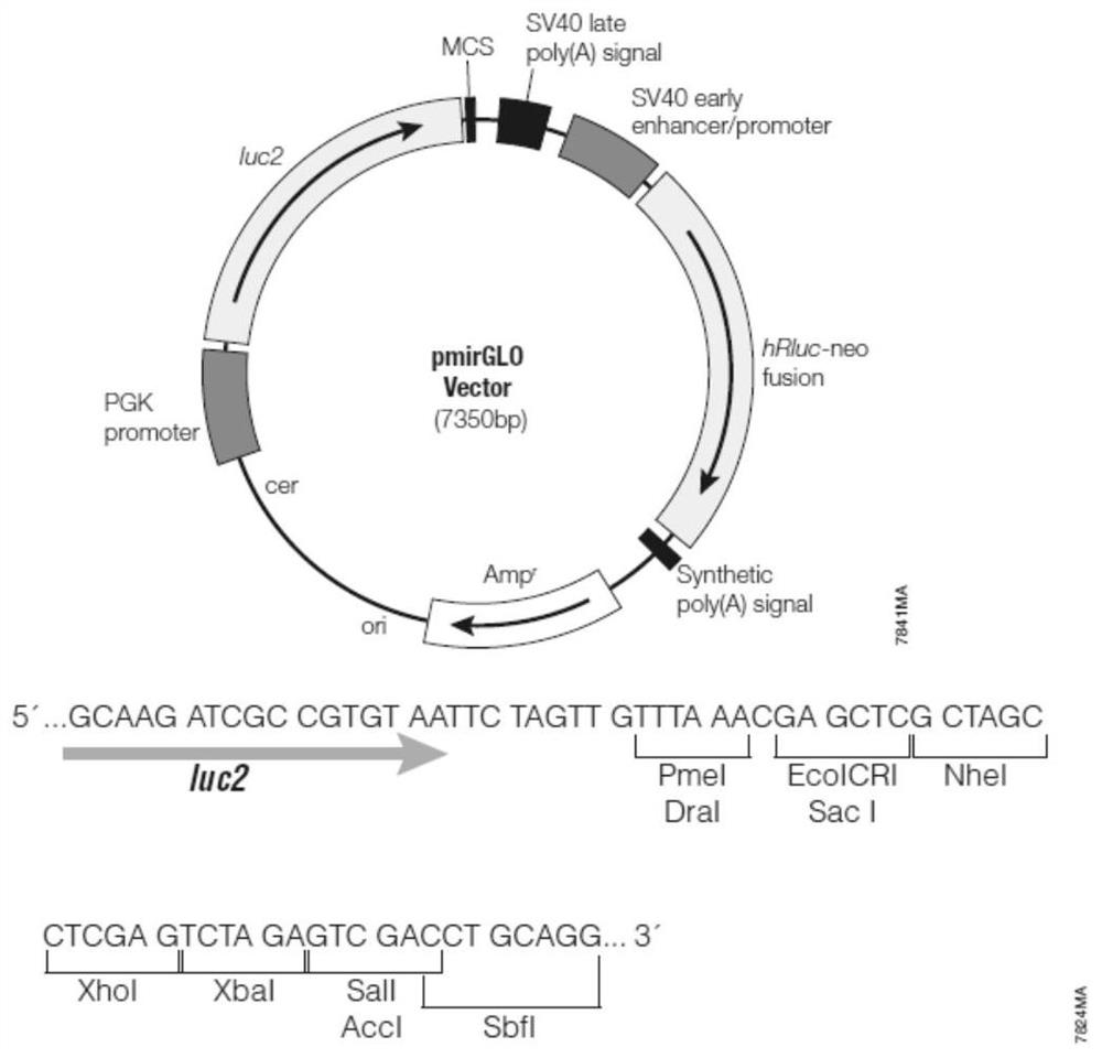 一种含有肉牛DKK3基因3’UTR序列和双荧光素酶报告基因的
质粒及其应用