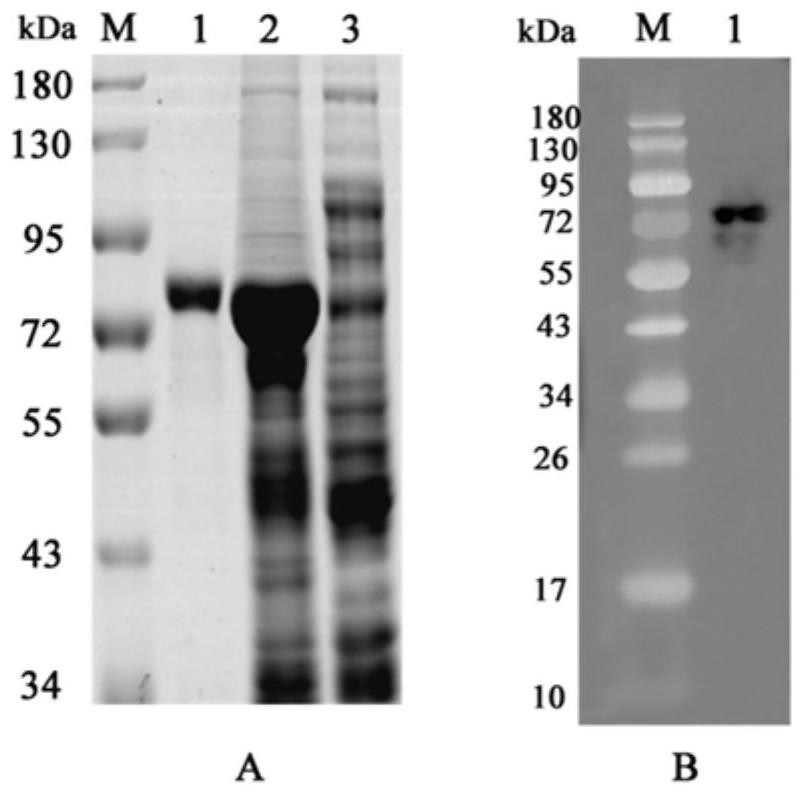 一种非洲猪瘟病毒p72重组蛋白及其构建的胶体金免疫层析
试纸