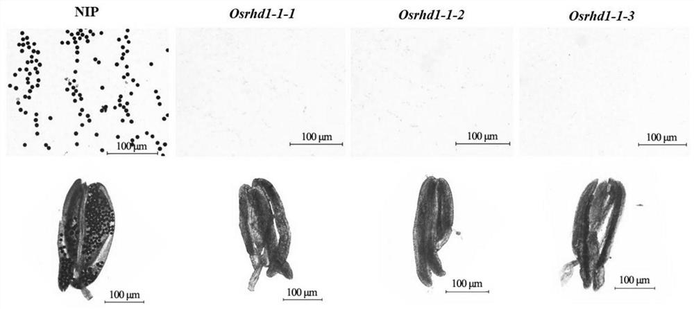 水稻OsRHD1-1基因在水稻雄性核不育系培育中的应用