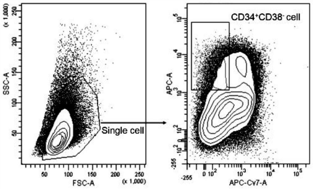 永生化人CD34+CD38-造血干细胞系的制备方法及应用