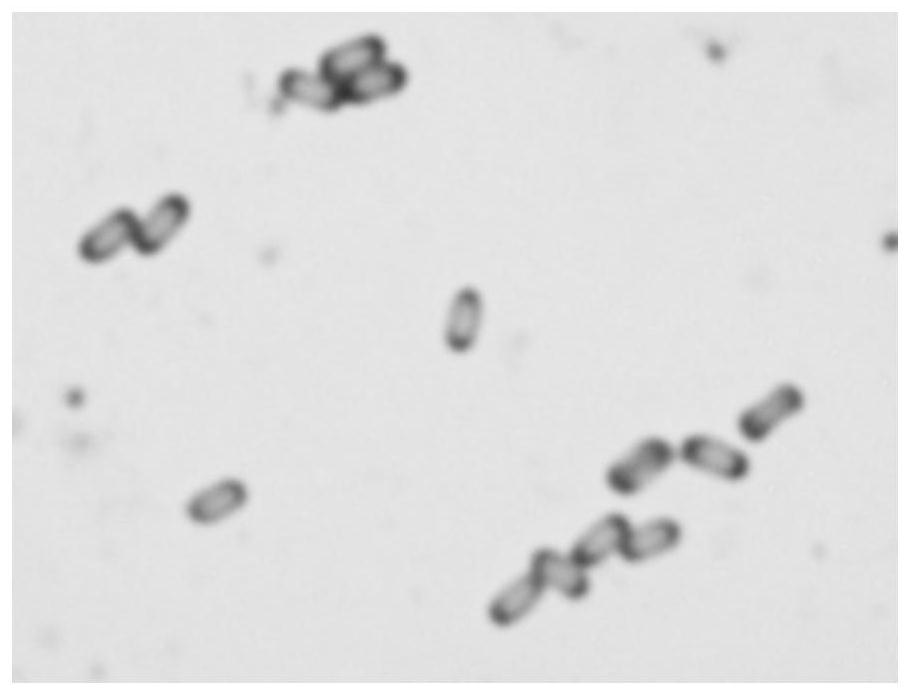 一种含贝莱斯芽孢杆菌SUNO-18S-36的菌剂及其应用