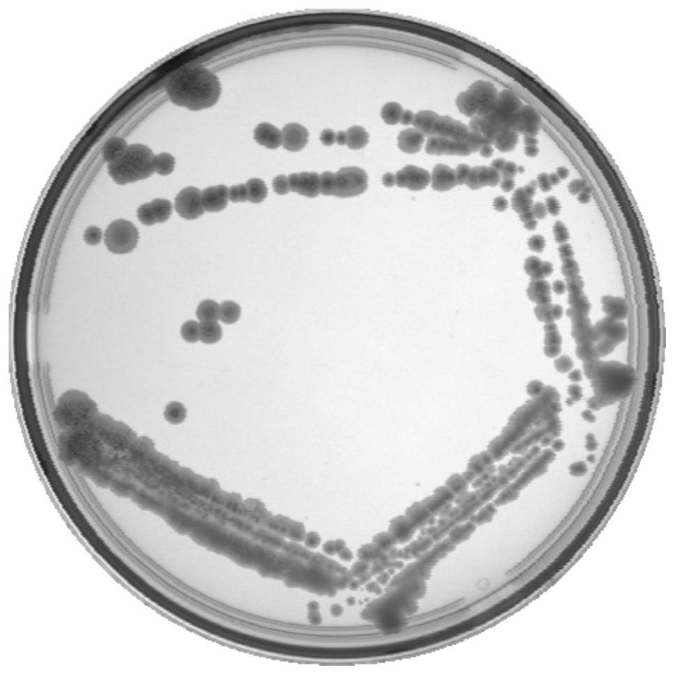 一种基于氧化胺黄色杆菌和稻黄杆菌的微生物菌剂及其制备
方法与应用
