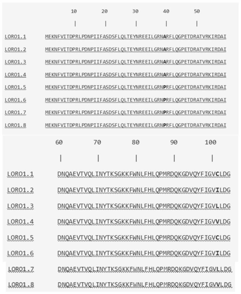 LOV蛋白突变体及其应用