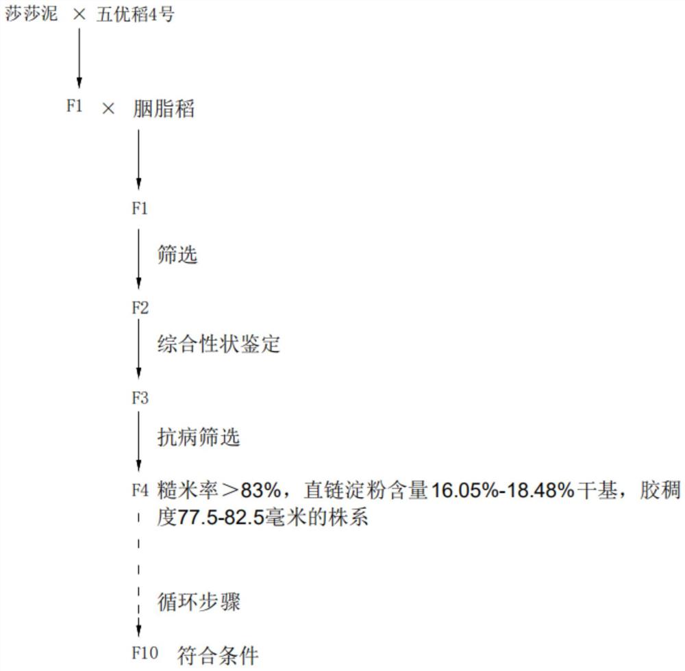 一种五彩稻胭脂黑稻的育种方法