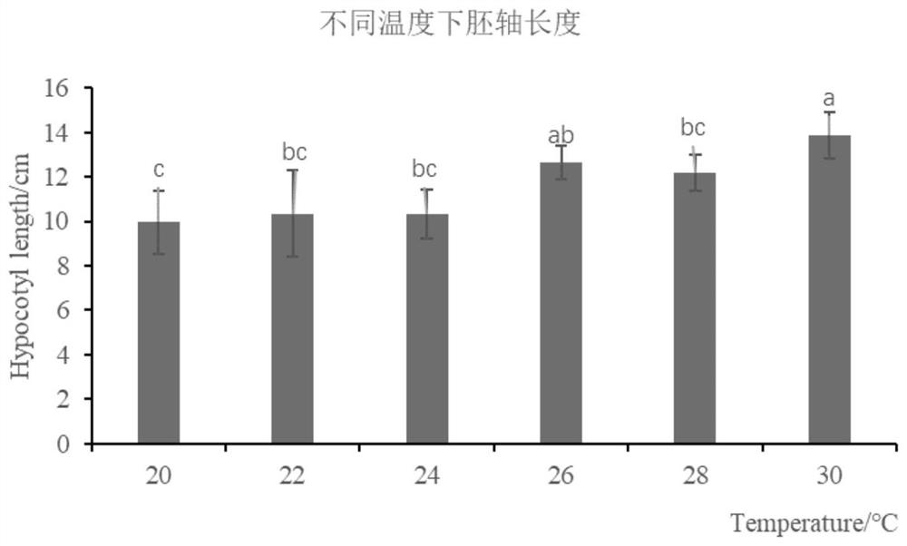 一种种植芽苗菜的方法及其应用