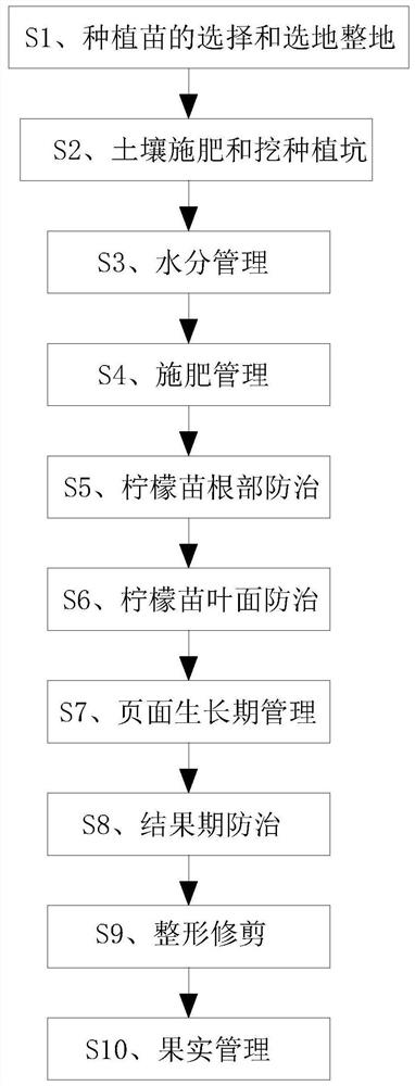 一种有效降低柠檬黄脉病发生的柠檬生产培育方法