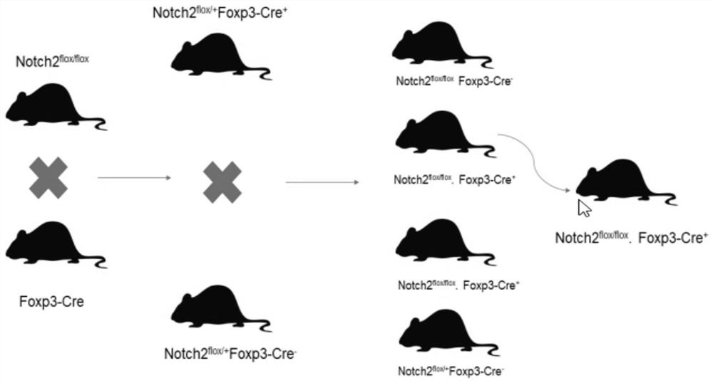 特异性敲除小鼠Treg细胞中Notch2基因的模型构建方法