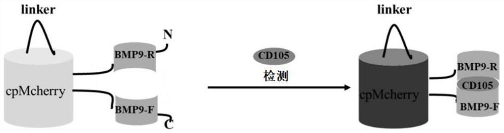 一种识别CD105的生物探针