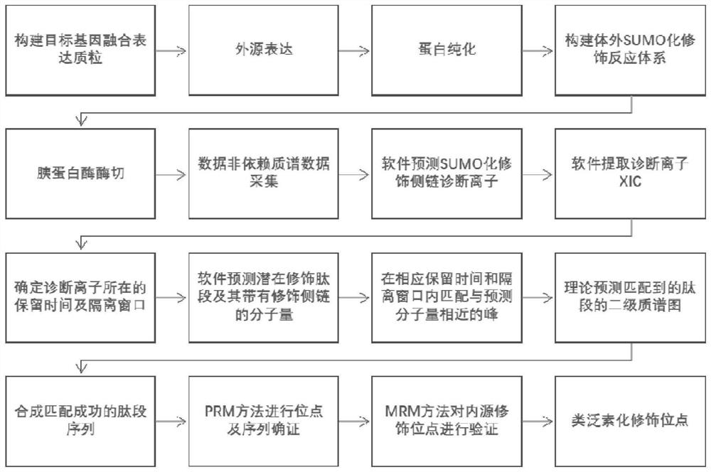 基于高精度质谱的蛋白类泛素化修饰位点检测方法及应用