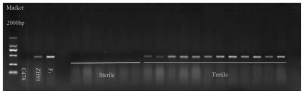 玉米C型不育胞质恢复基因Rf12及其紧密连锁标记的应用
