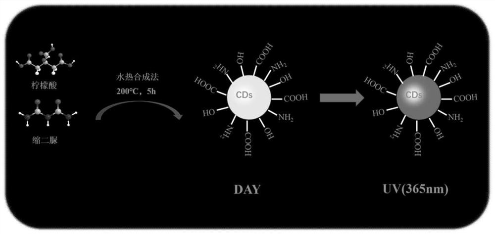 一种氮掺杂碳量子点荧光探针的合成及应用