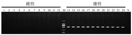 一种长吻鮠雄性性别特异性分子标记及其扩增引物和遗传性别鉴定方法