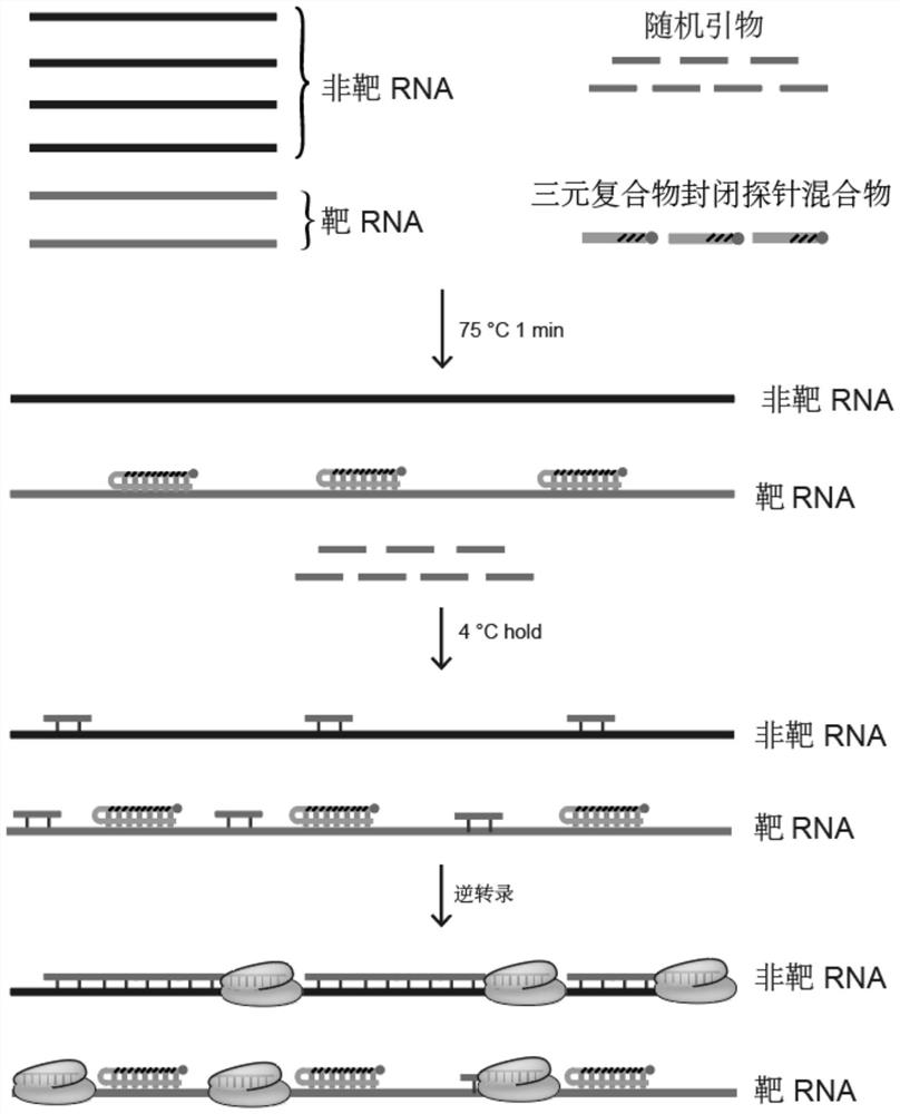 在RNA建库过程中封闭核糖体RNA或球蛋白RNA的探针及其应用