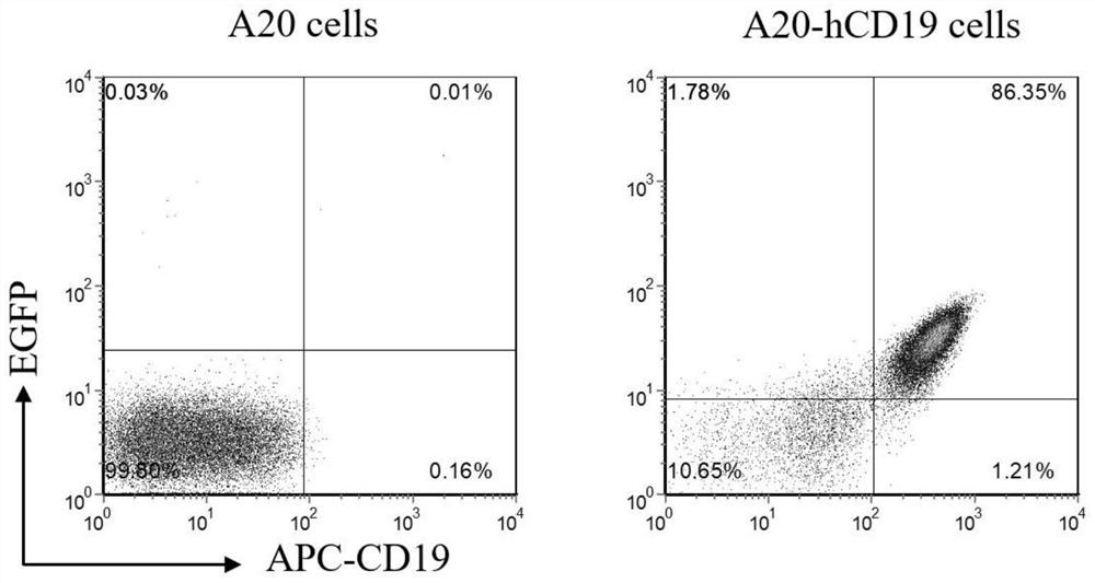 一种表达人CD19抗原的淋巴瘤细胞株及其构建方法和应用