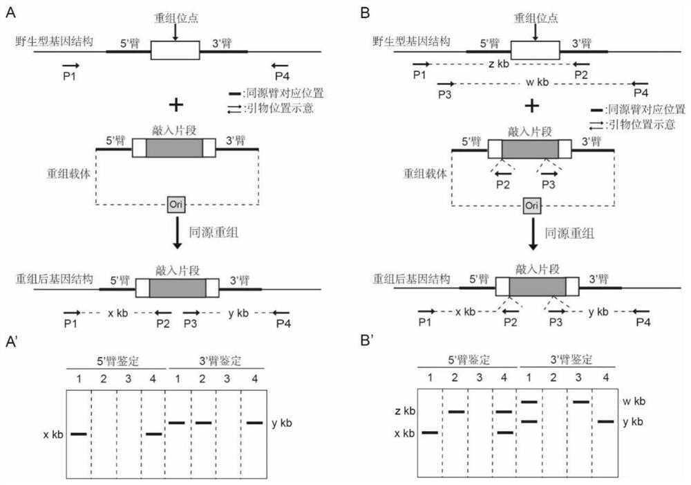 一种用于同源重组的载体及其应用