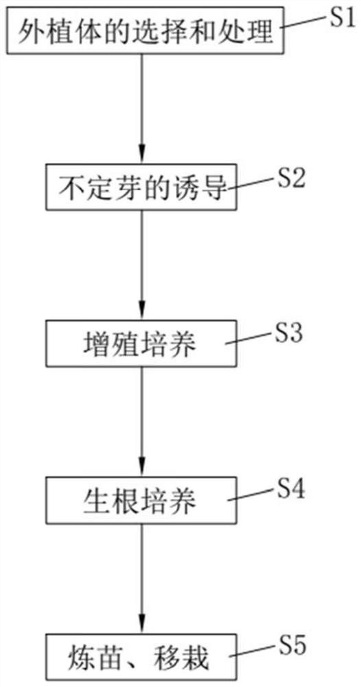 一种‘黄花’月见草种苗的繁育方法