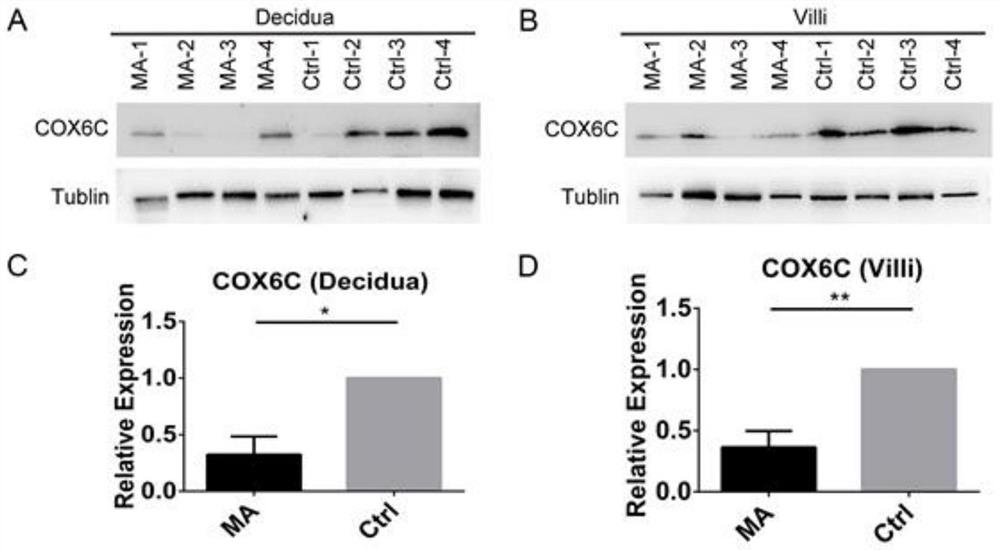 COX6C蛋白在制备早期妊娠丢失诊断的试剂盒中的应用