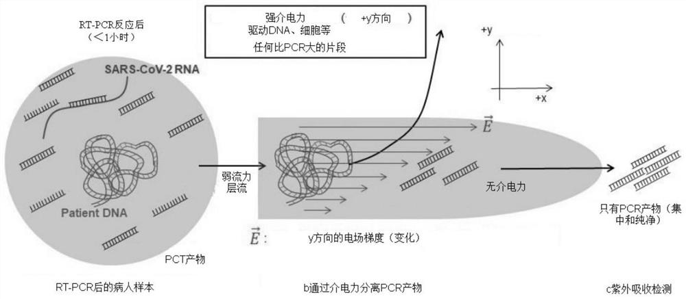 一种病毒RNA的无探针检测方法