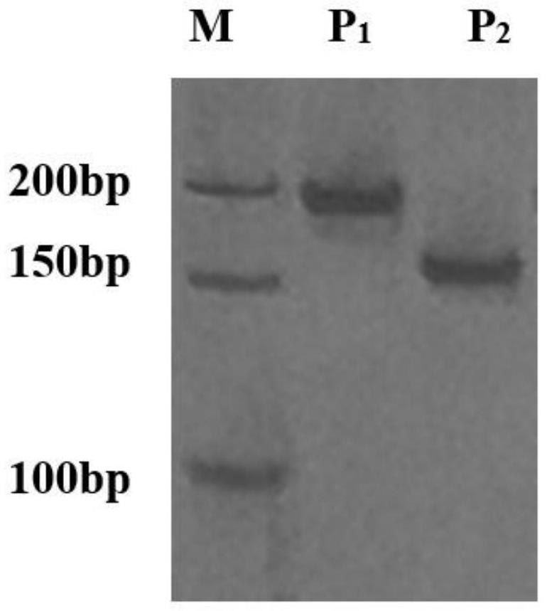 一种与大白菜亮绿性状基因CER2突变相关的InDel标记、引物及应用